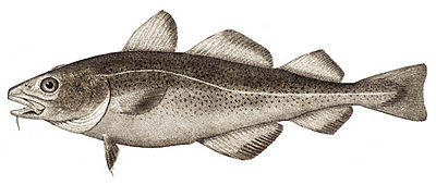 400px-Atlantic_cod